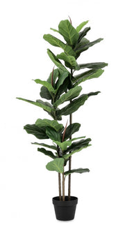 2x Plan Ficus lyrata c-vaso 39 Foglie H145