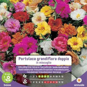 Doppelte große Portulacasamen im Umschlag