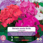 Hybrrides Zonale Geraniumsamen im Beutel
