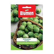 Brüsselblumen -Blumen -Blumen