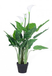 Calla -Pflanze mit Vase 27 Blätter H100