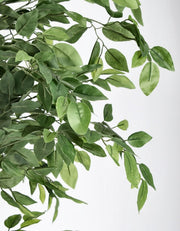 2x Plan Banyan C-Vaso 2480Foglie H210