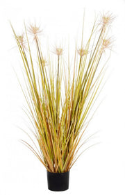 4x Desert Plan C-Vaso Paglia x7f H120