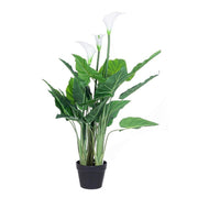 Calla -Pflanze mit Vase 27 Blätter H100