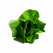 Lattugacm15x9h9 Künstliche Gemüsedekoration