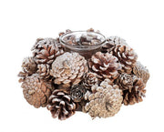 6x P. candela 1p gefroren bis