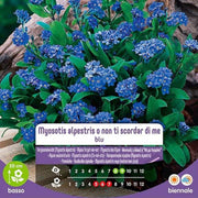 Myosotis Alpestris -Samen oder nicht vergessen Sie mich blau Umschlag