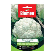 Blumen Winter weißer Blumenkohlsamen